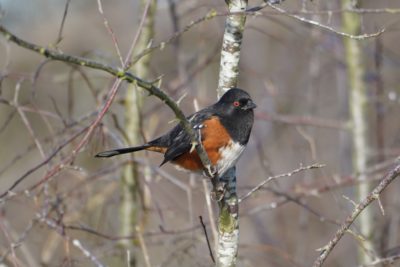 Spotted Towhee