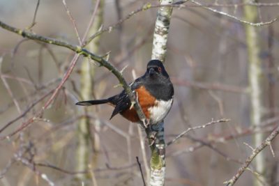 Spotted Towhee