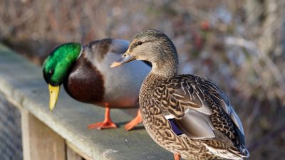 Mallard Ducks