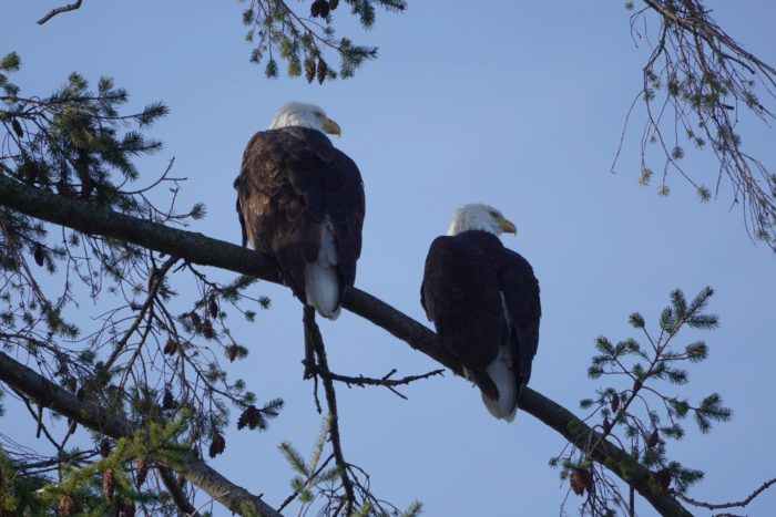 Two Bald Eagles