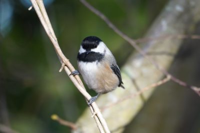 Black-capped Chickadee