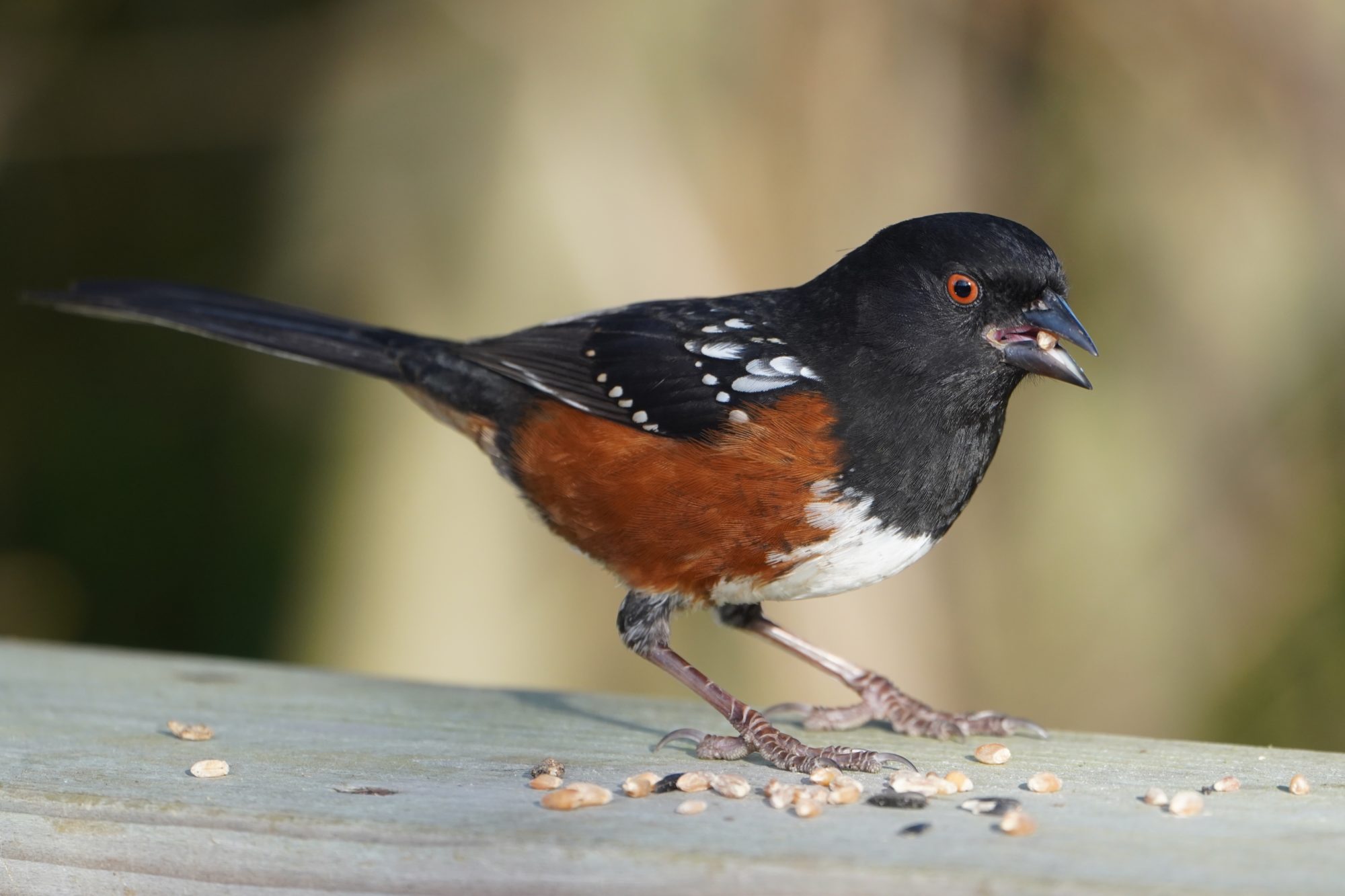 Spotted Towhee