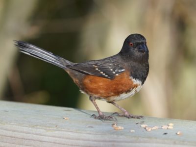 Spotted Towhee