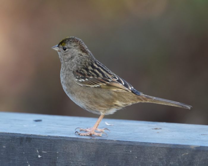 Golden-crowned Sparrow