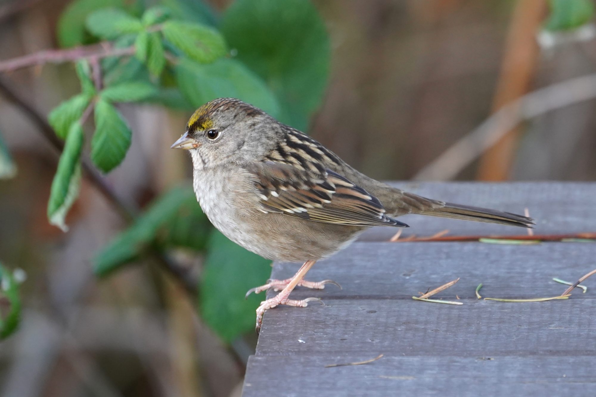 Golden-crowned Sparrow