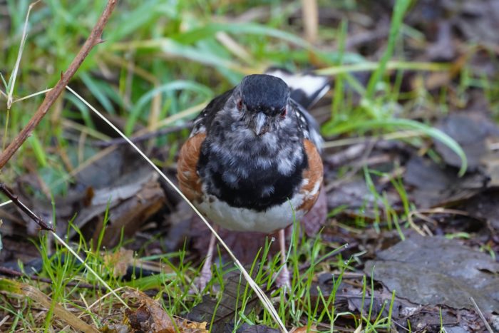 Spotted Towhee