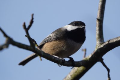 Black-capped Chickadee