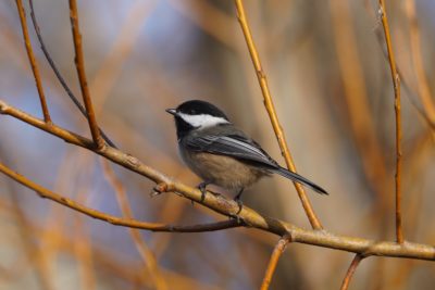 Black-capped Chickadee