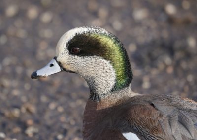 American Wigeon, male