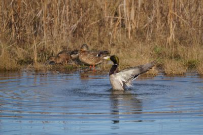 Mallard Ducks