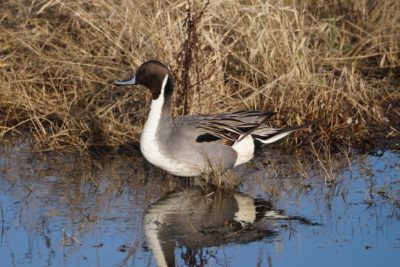 Northern Pintail