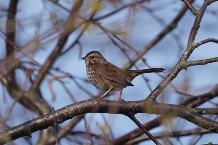 Song Sparrow