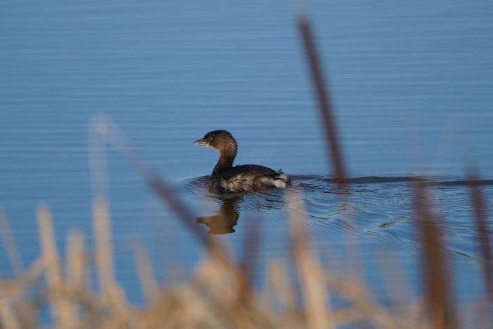 Pied-billed Grebe