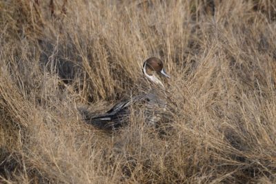 Northern Pintail