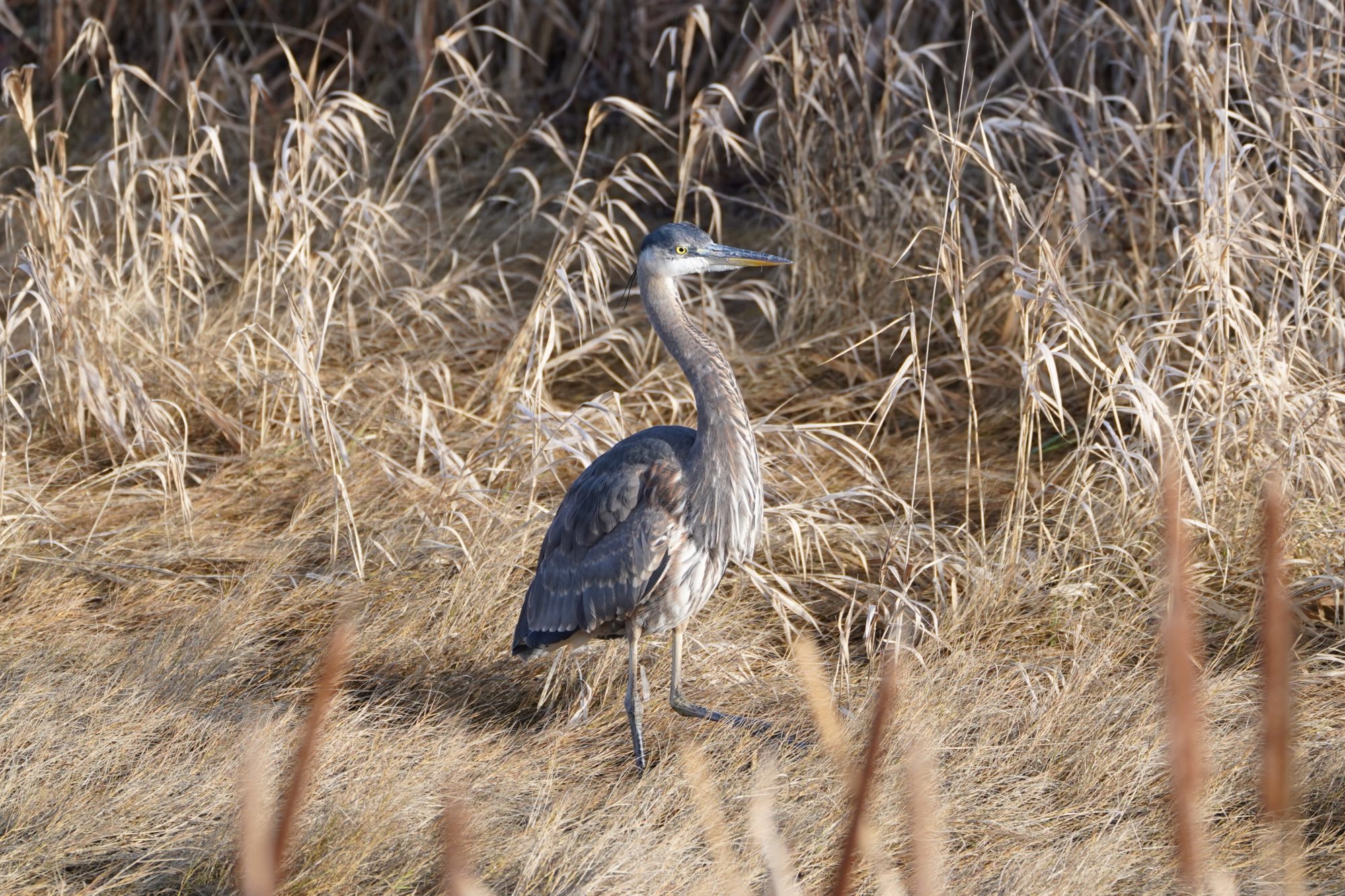 Great Blue Heron