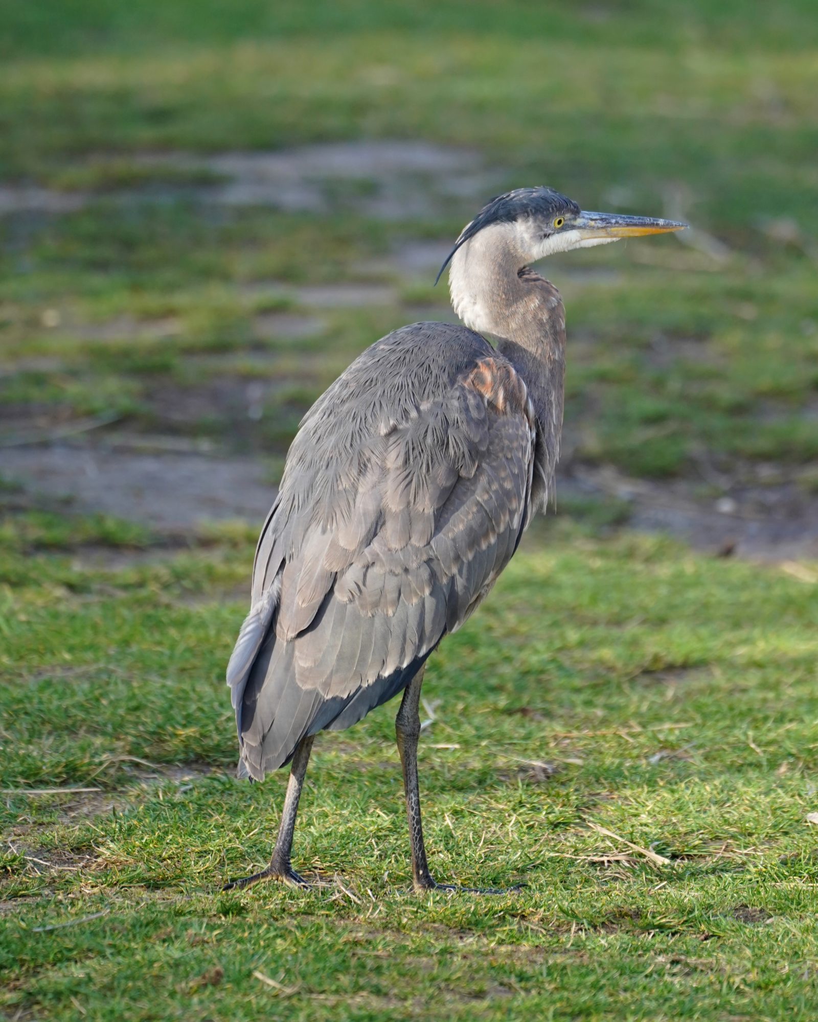 Great Blue Heron