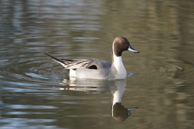 Northern Pintail