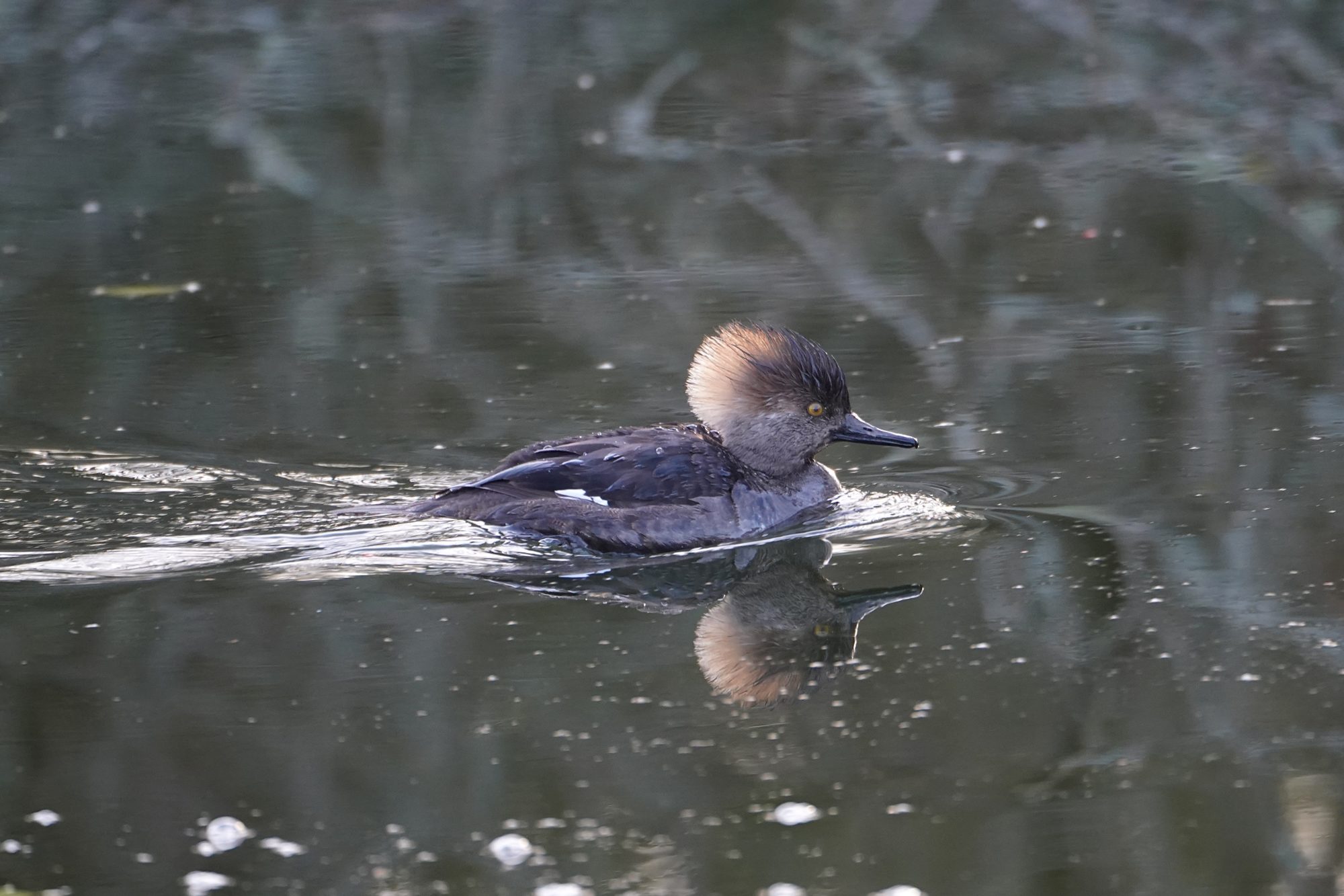 Hooded Merganser, female