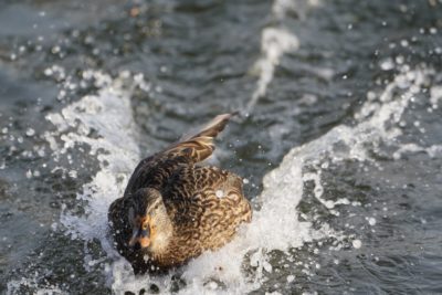 Mallard Duck