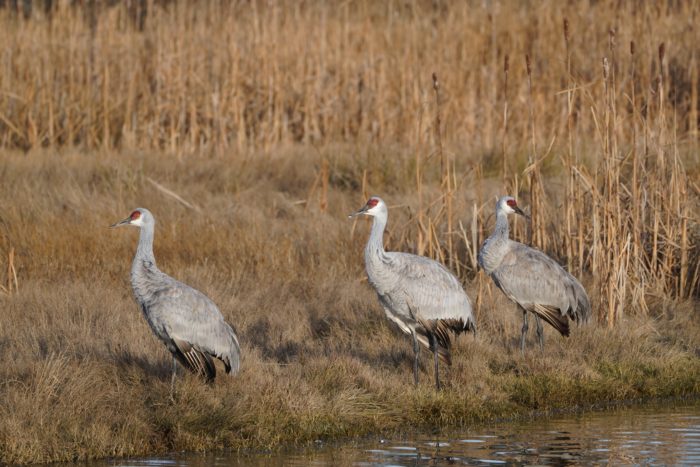 Three Sandhill Cranes