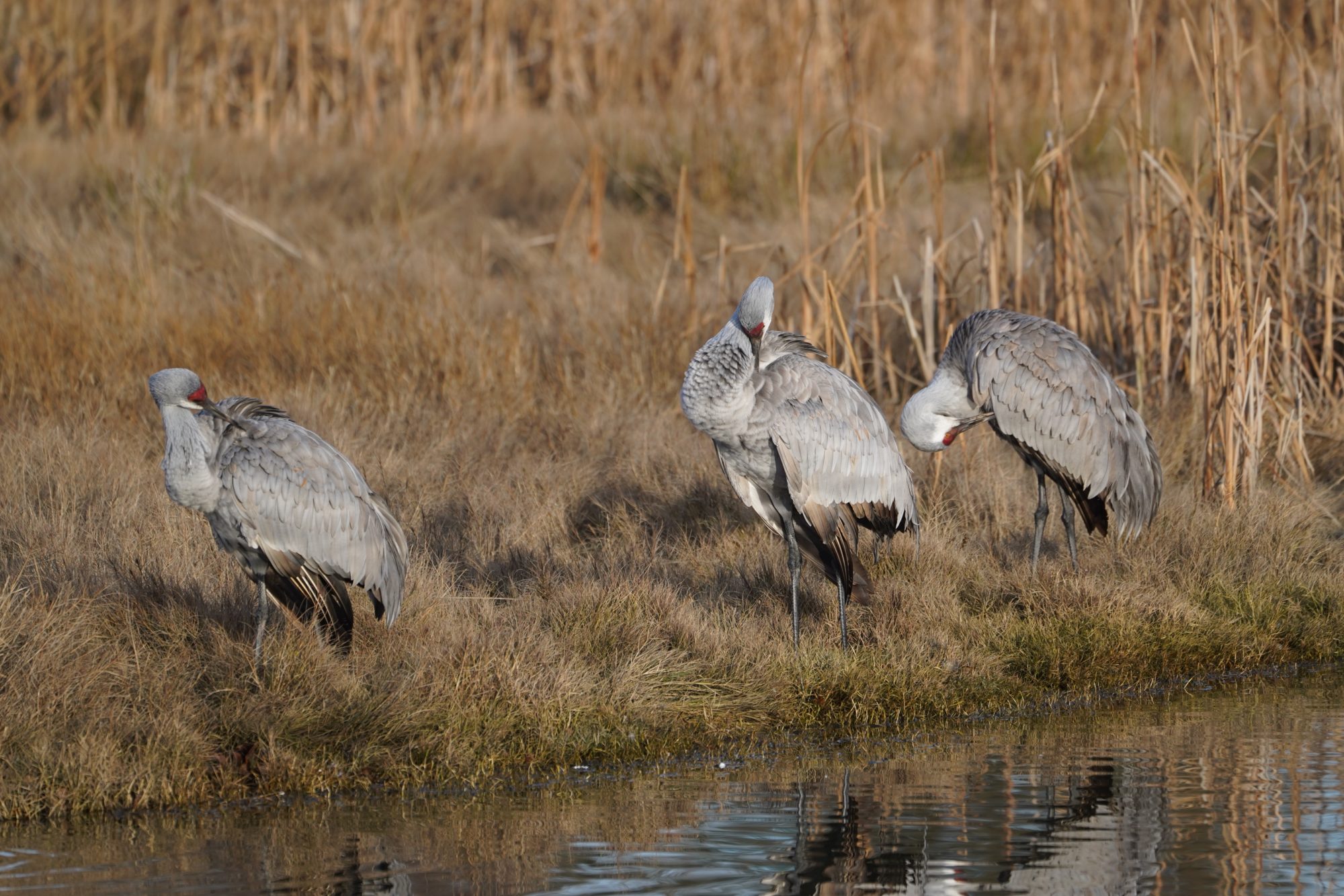 Three Sandhill Cranes