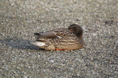 Mallard Duck