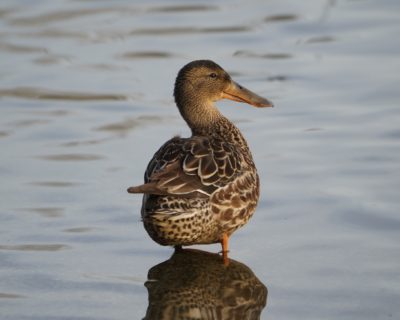 Northern Shoveler, female