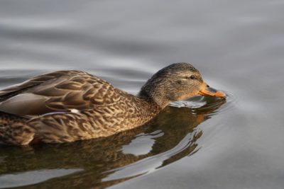 Mallard Duck