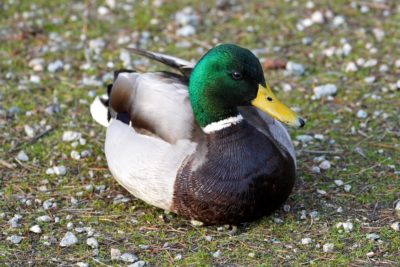 Mallard resting