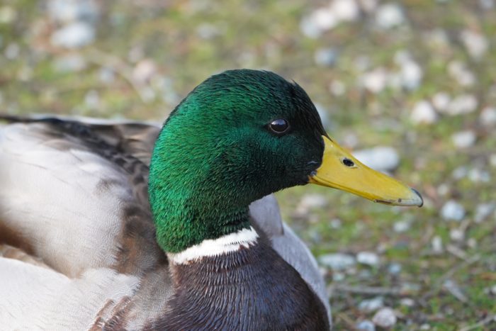 Mallard Duck