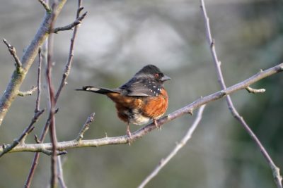 Spotted Towhee