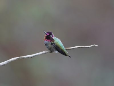 Anna's Hummingbird