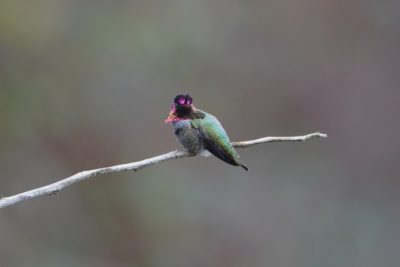 Anna's Hummingbird