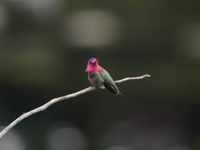 Anna's Hummingbird