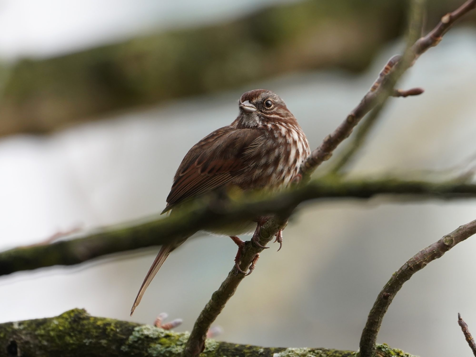 Song Sparrow