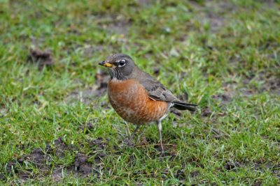 American Robin