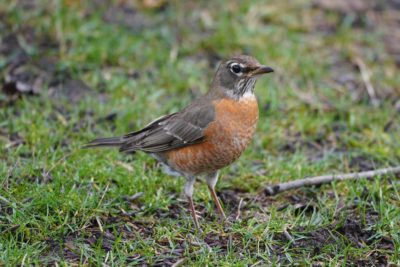 American Robin