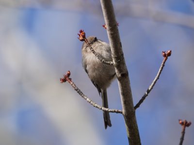 American Bushtit