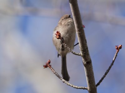 American Bushtit