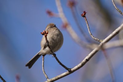 American Bushtit