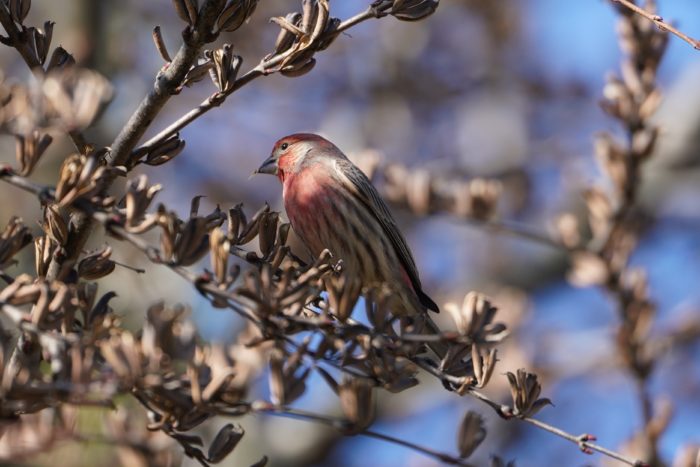 House Finch, male