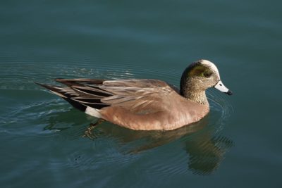 American Wigeon, male