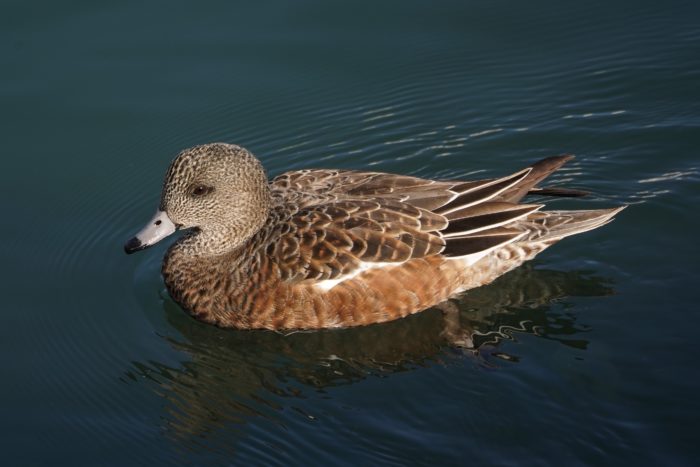 American Wigeon, female