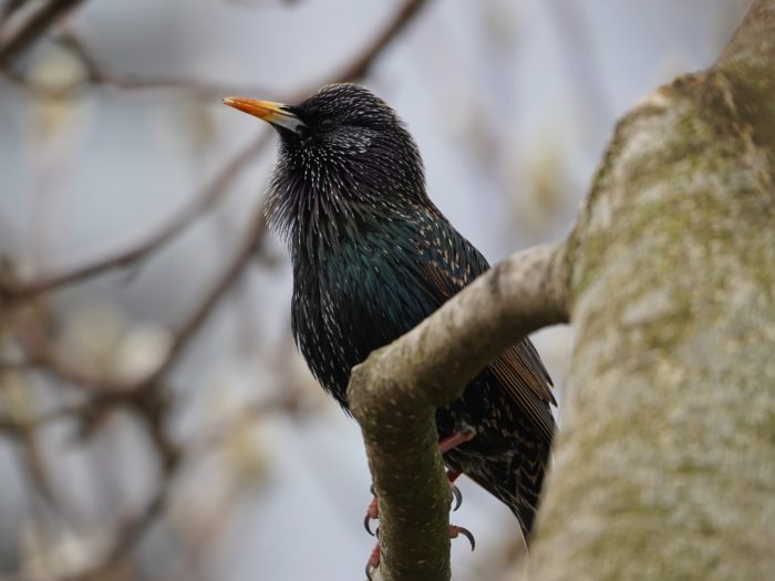 European Starling