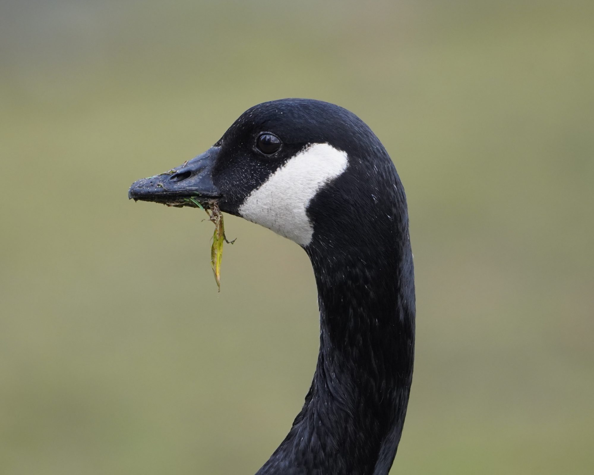 Canada Goose