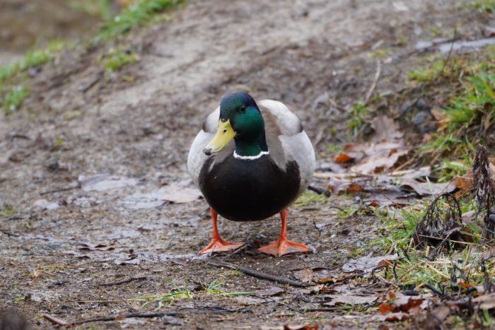 Mallard Duck