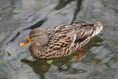 Mallard Duck, female