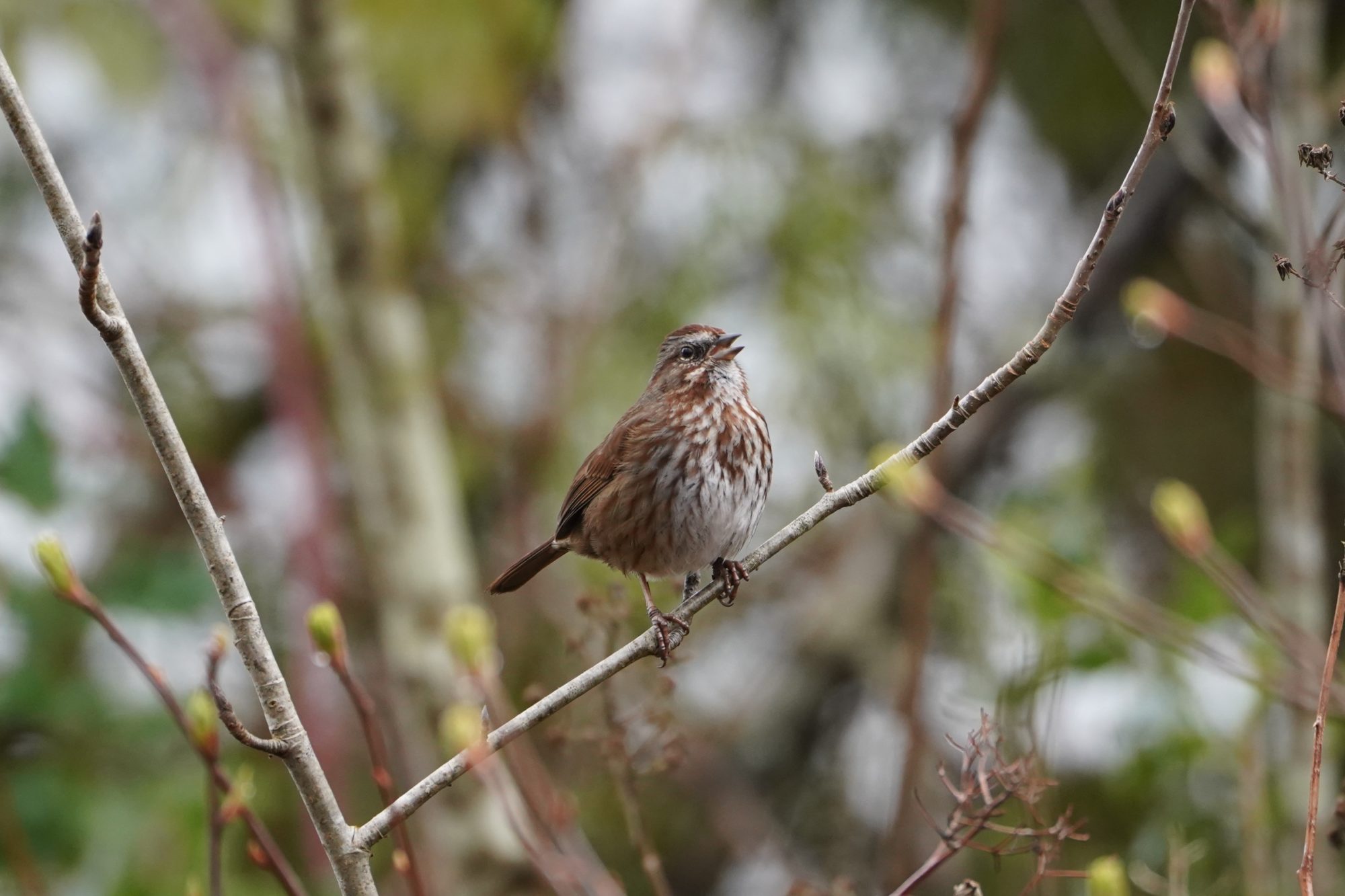 Song Sparrow