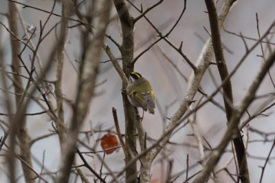 Golden-crowned Kinglet