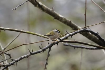 Golden-crowned Kinglet